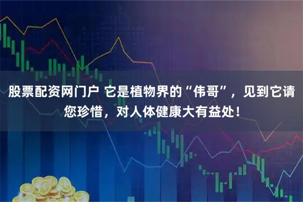 股票配资网门户 它是植物界的“伟哥”,见到它请您珍惜,对人体健康大有益处!